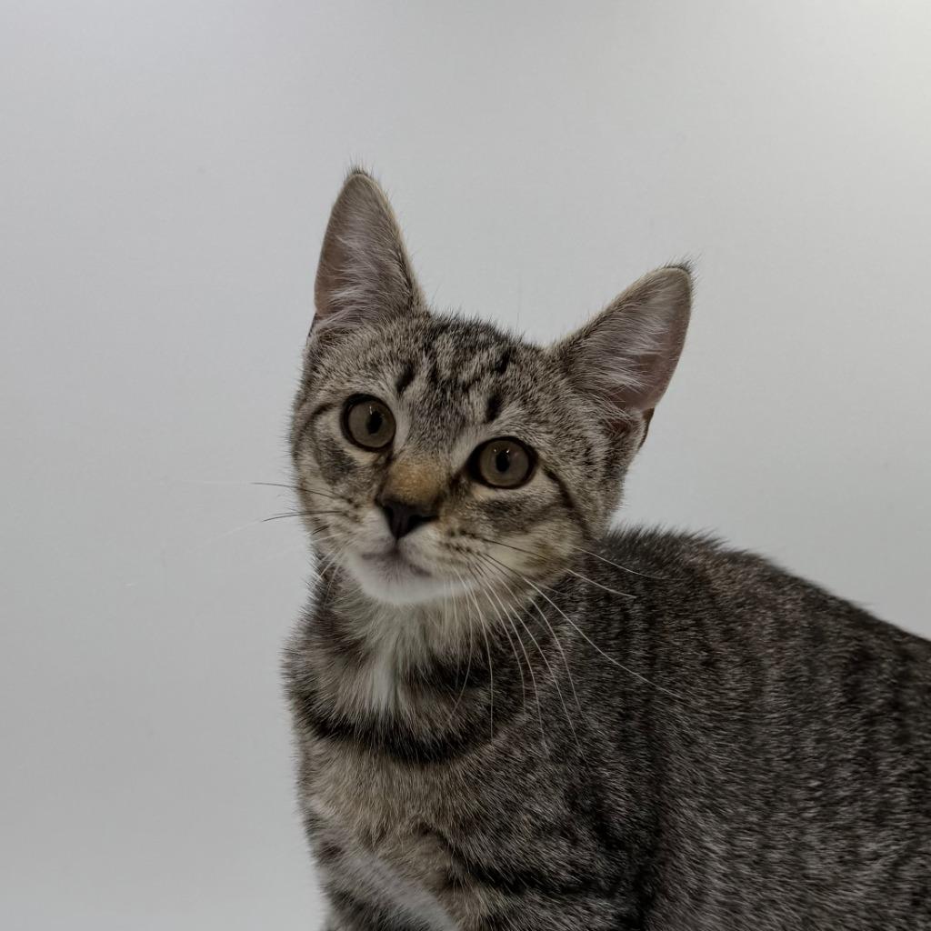 Enlarge Rougarou, a Adoptable Domestic Short Hair in State College, PA image 1/5