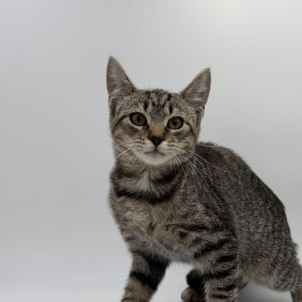 Enlarge Rougarou, a Adoptable Domestic Short Hair in State College, PA image 2/5