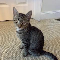 Enlarge Rougarou, a Adoptable Domestic Short Hair in State College, PA image 3/5