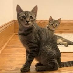 Enlarge Rougarou, a Adoptable Domestic Short Hair in State College, PA image 4/5