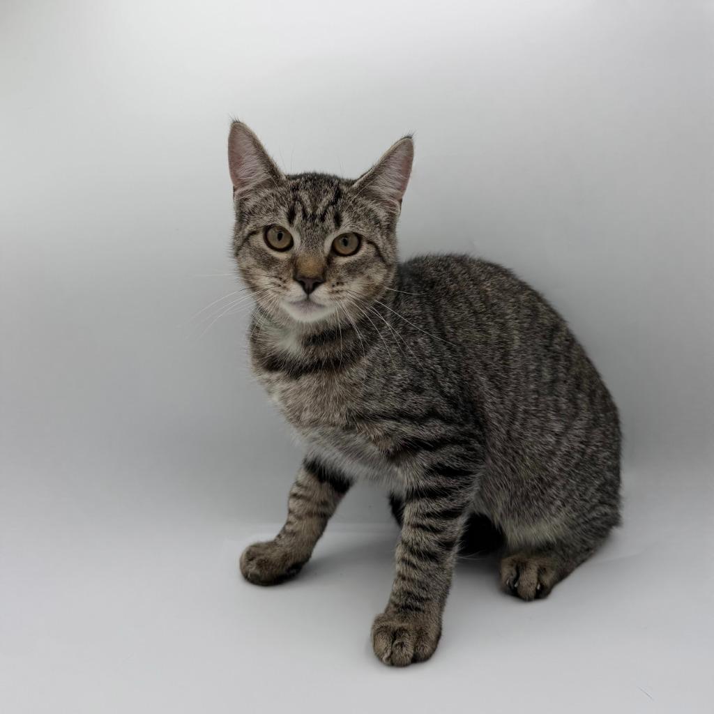 Enlarge Rougarou, a Adoptable Domestic Short Hair in State College, PA image 5/5
