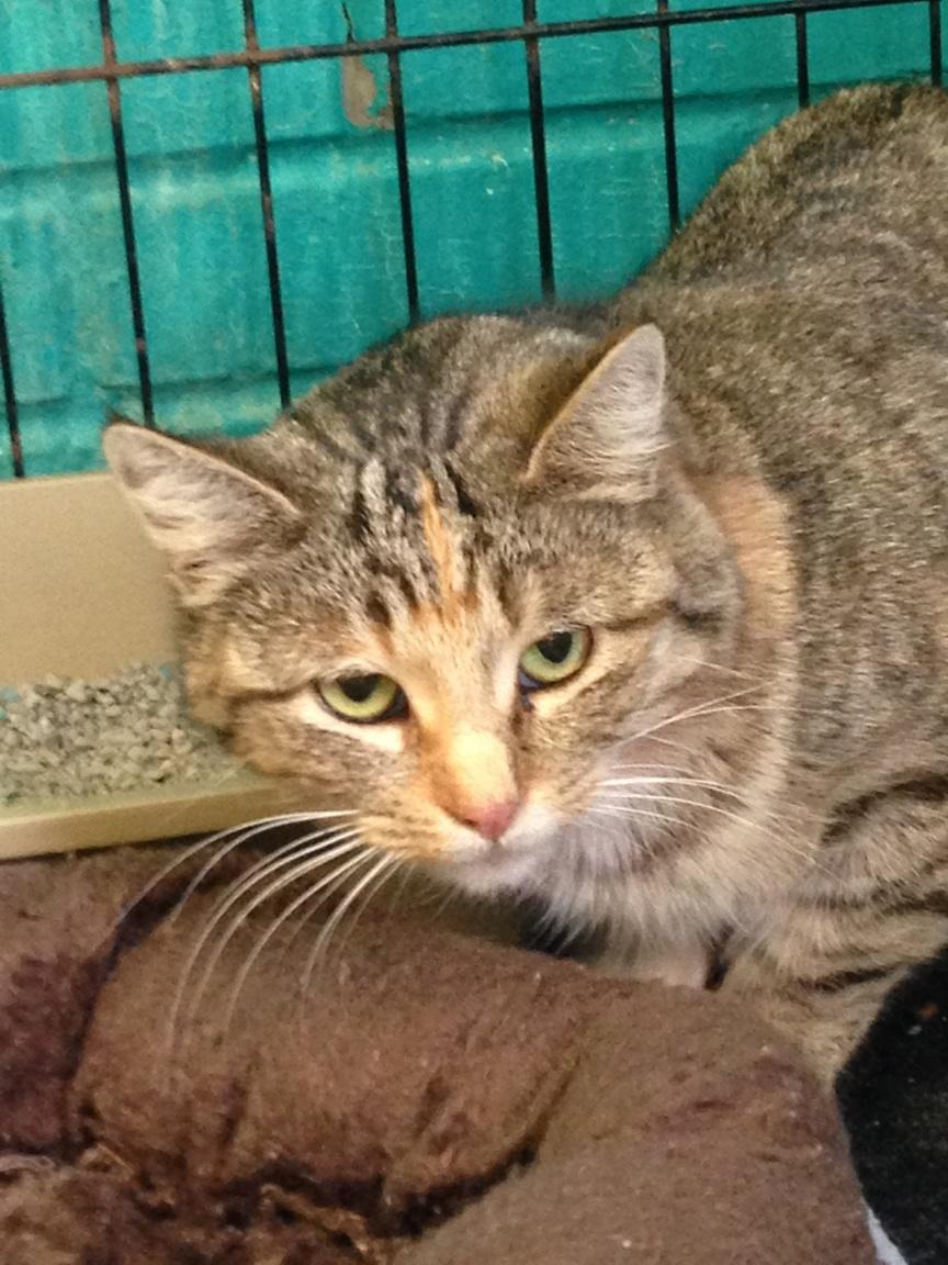 Enlarge Annie, a Adoptable Domestic Short Hair in Hearne, TX image 1/3