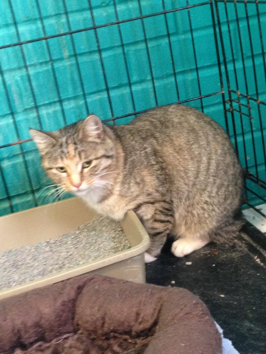 Enlarge Annie, a Adoptable Domestic Short Hair in Hearne, TX image 3/3