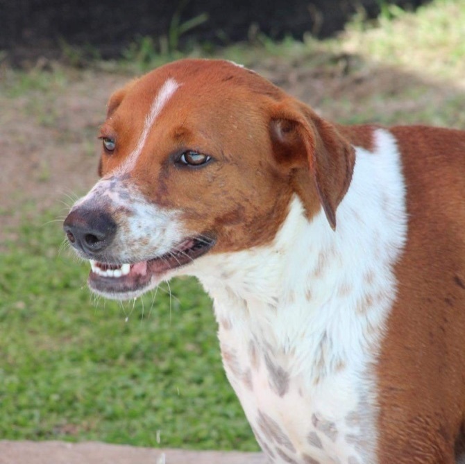 Enlarge Tania, a Adoptable Hound in Philadelphia, PA image 3/6