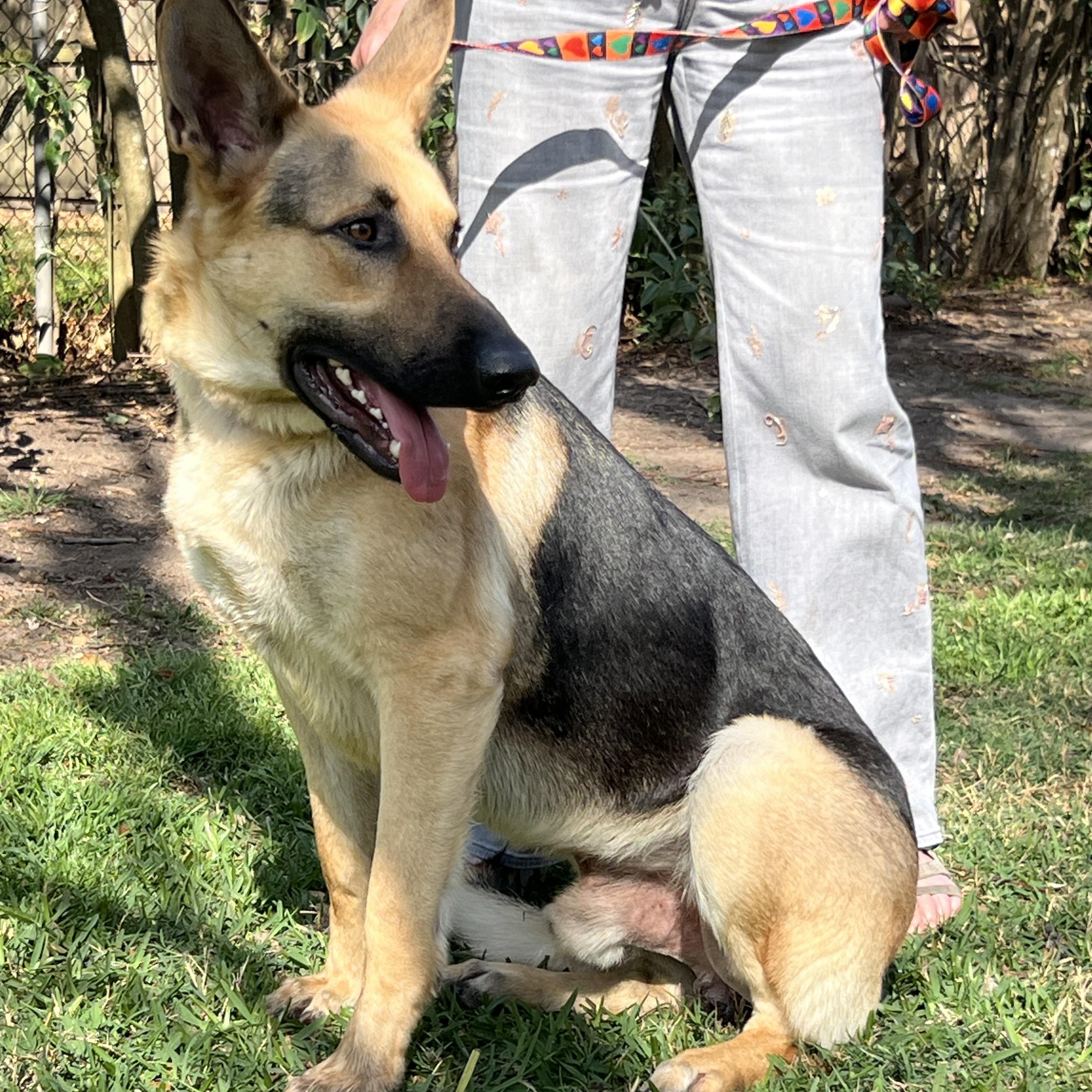 Enlarge Tucker, a ADOPTABLE German Shepherd Dog in Bellaire, TX image 5/6