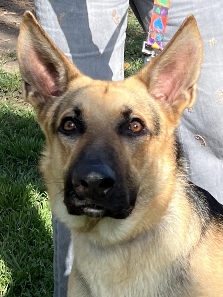 Enlarge Tucker, a ADOPTABLE German Shepherd Dog in Bellaire, TX image 3/6