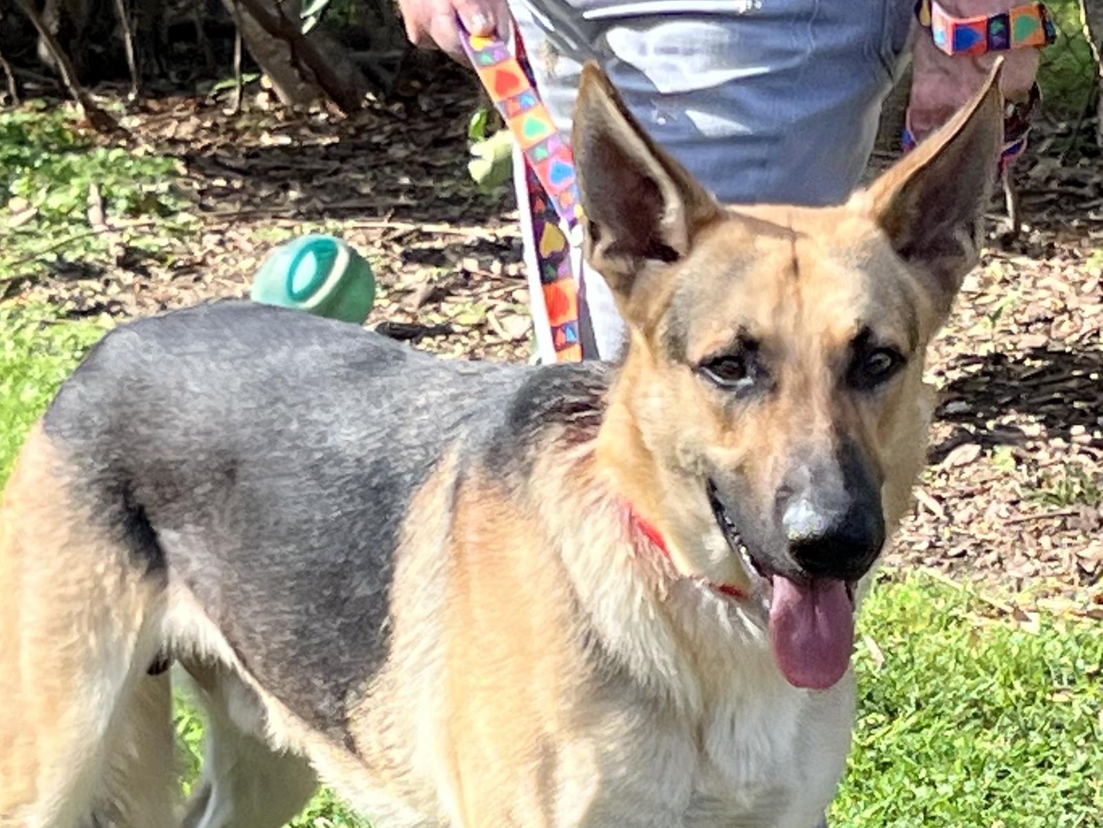 Enlarge Tucker, a ADOPTABLE German Shepherd Dog in Bellaire, TX image 2/6