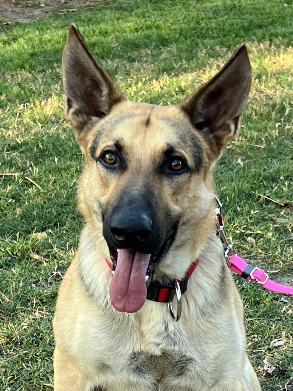 Enlarge Tucker, a ADOPTABLE German Shepherd Dog in Bellaire, TX image 6/6