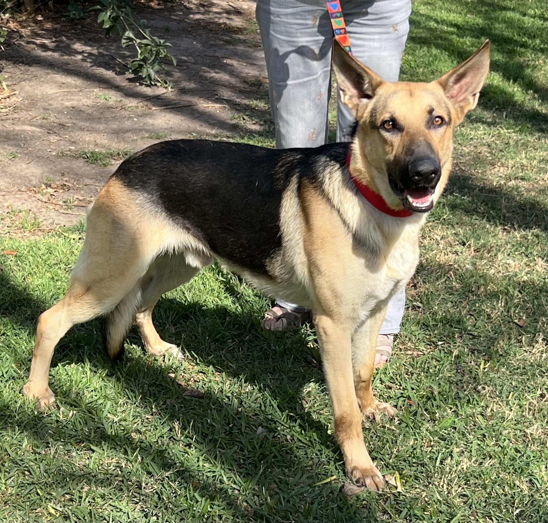 Enlarge Tucker, a ADOPTABLE German Shepherd Dog in Bellaire, TX image 4/6