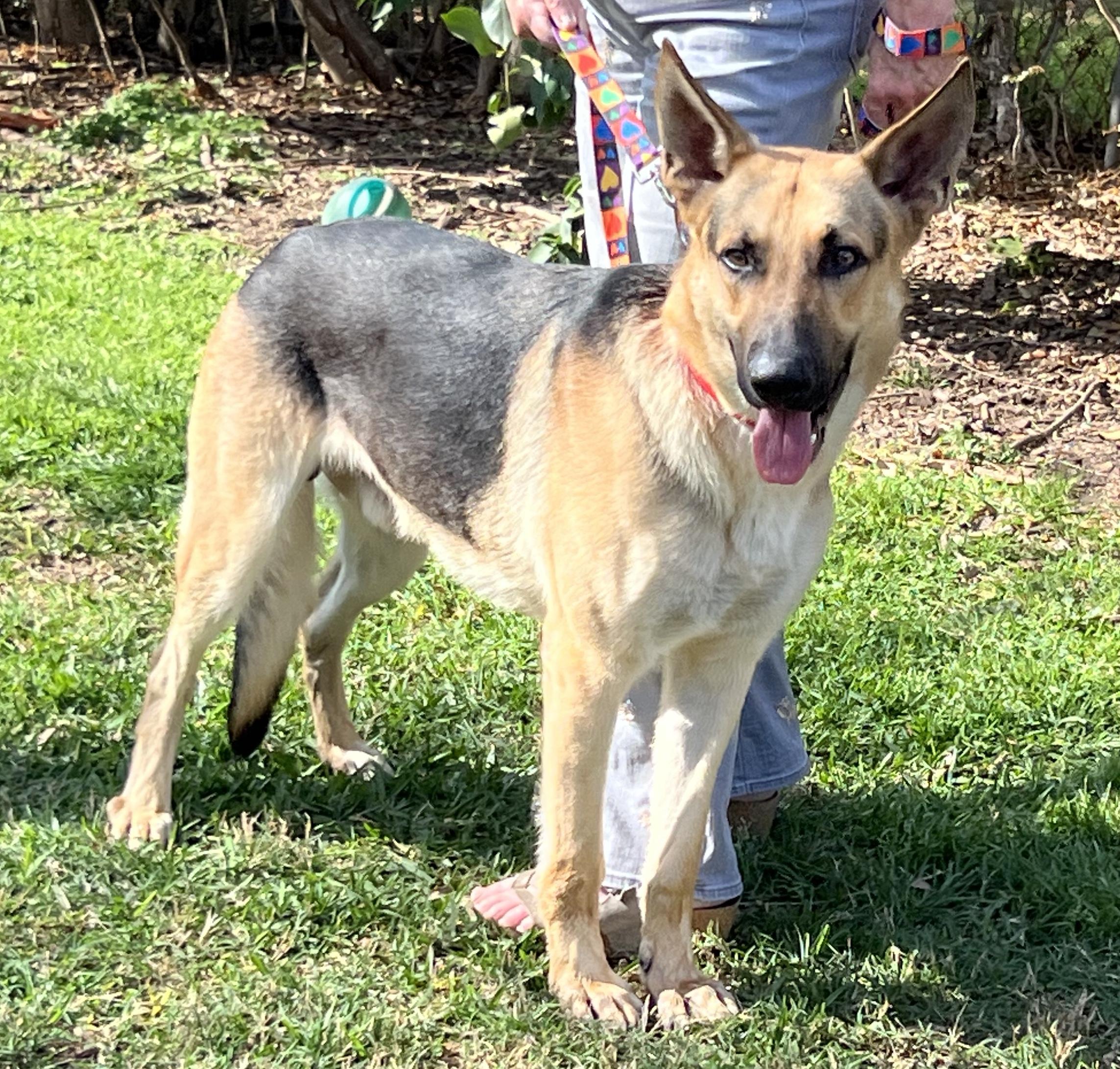 Enlarge Tucker, a ADOPTABLE German Shepherd Dog in Bellaire, TX image 1/6