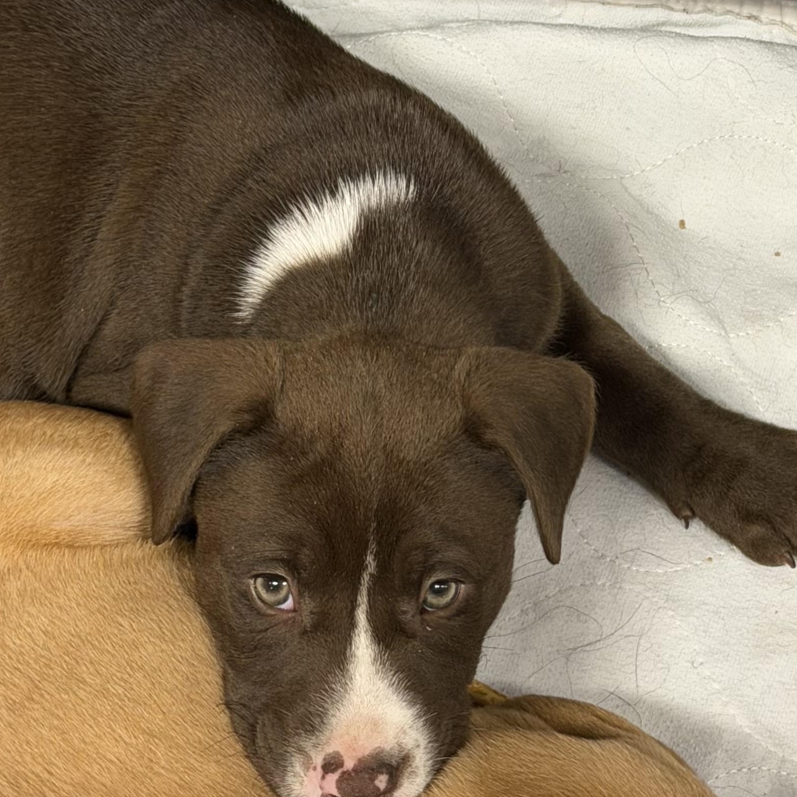 Enlarge Sarah, a ADOPTABLE Mixed Breed in Fishkill, NY image 2/2