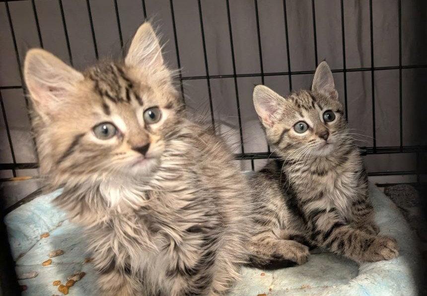 Enlarge Lilliput & Mopsy, a Adoptable American Shorthair in Pikesville, MD image 2/3