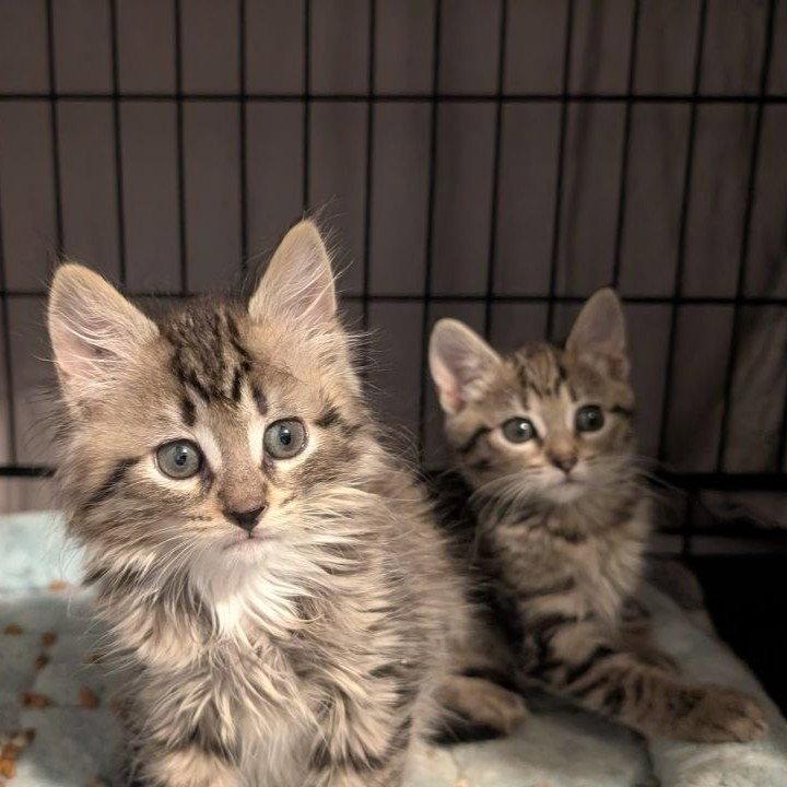 Enlarge Lilliput & Mopsy, a Adoptable American Shorthair in Pikesville, MD image 3/3