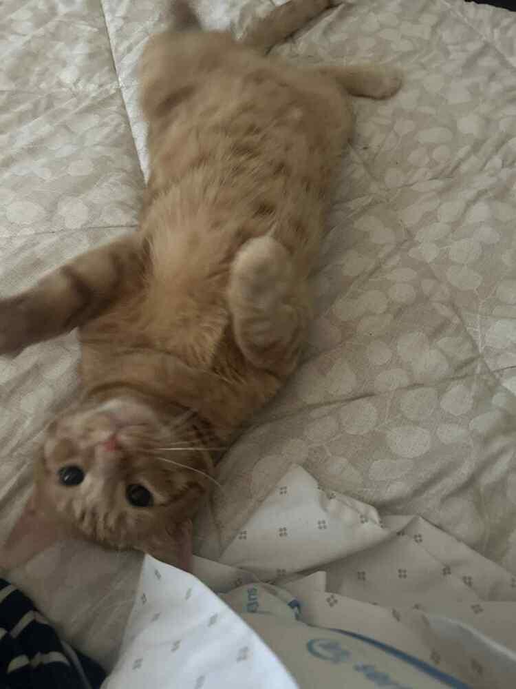 Benny 2, Adoptable, Adult Male Domestic Short Hair.