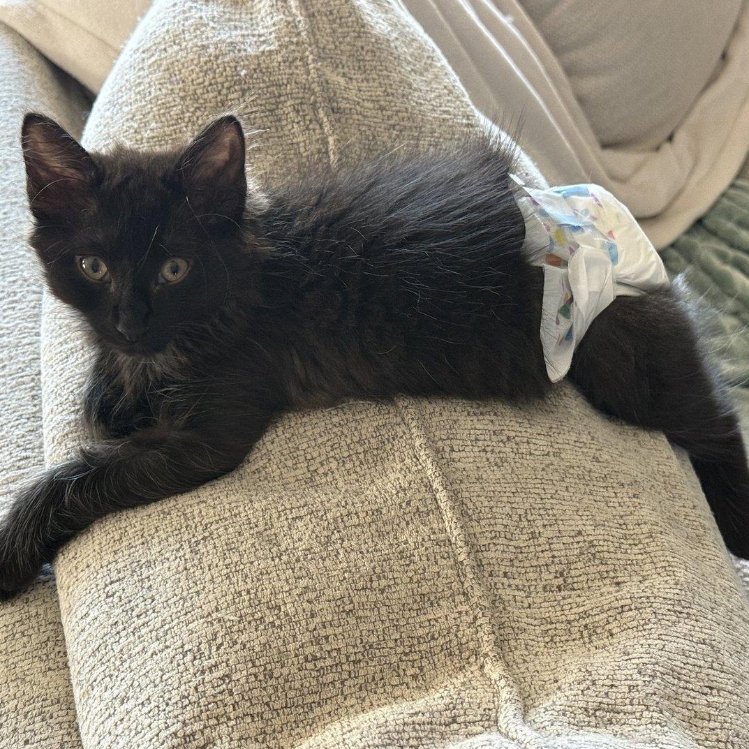 Rafiki, Baby Male Manx