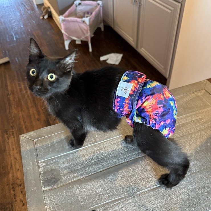 Rafiki, a Adoptable Manx in Parker, TX image 5/6