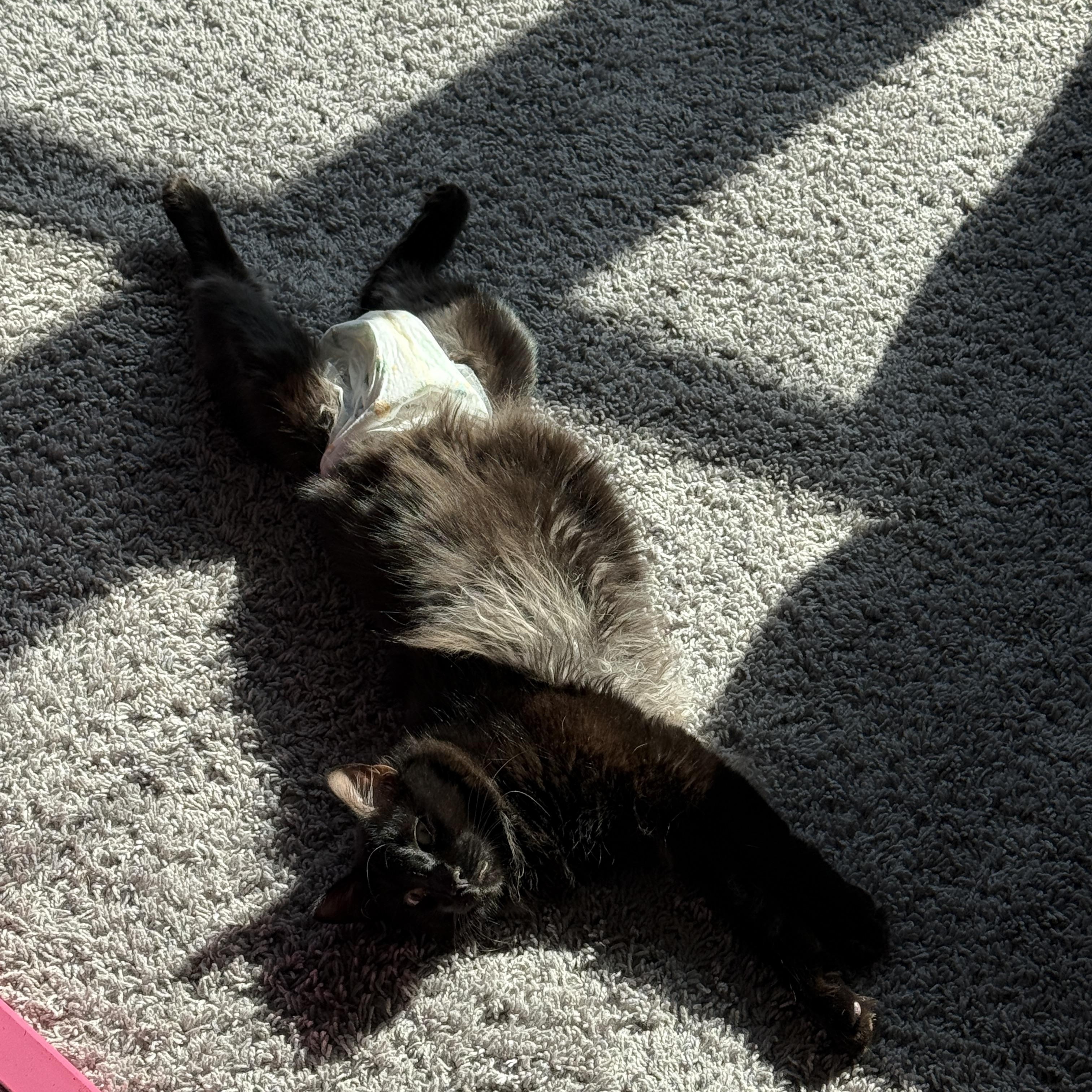 Rafiki, a Adoptable Manx in Parker, TX image 4/6