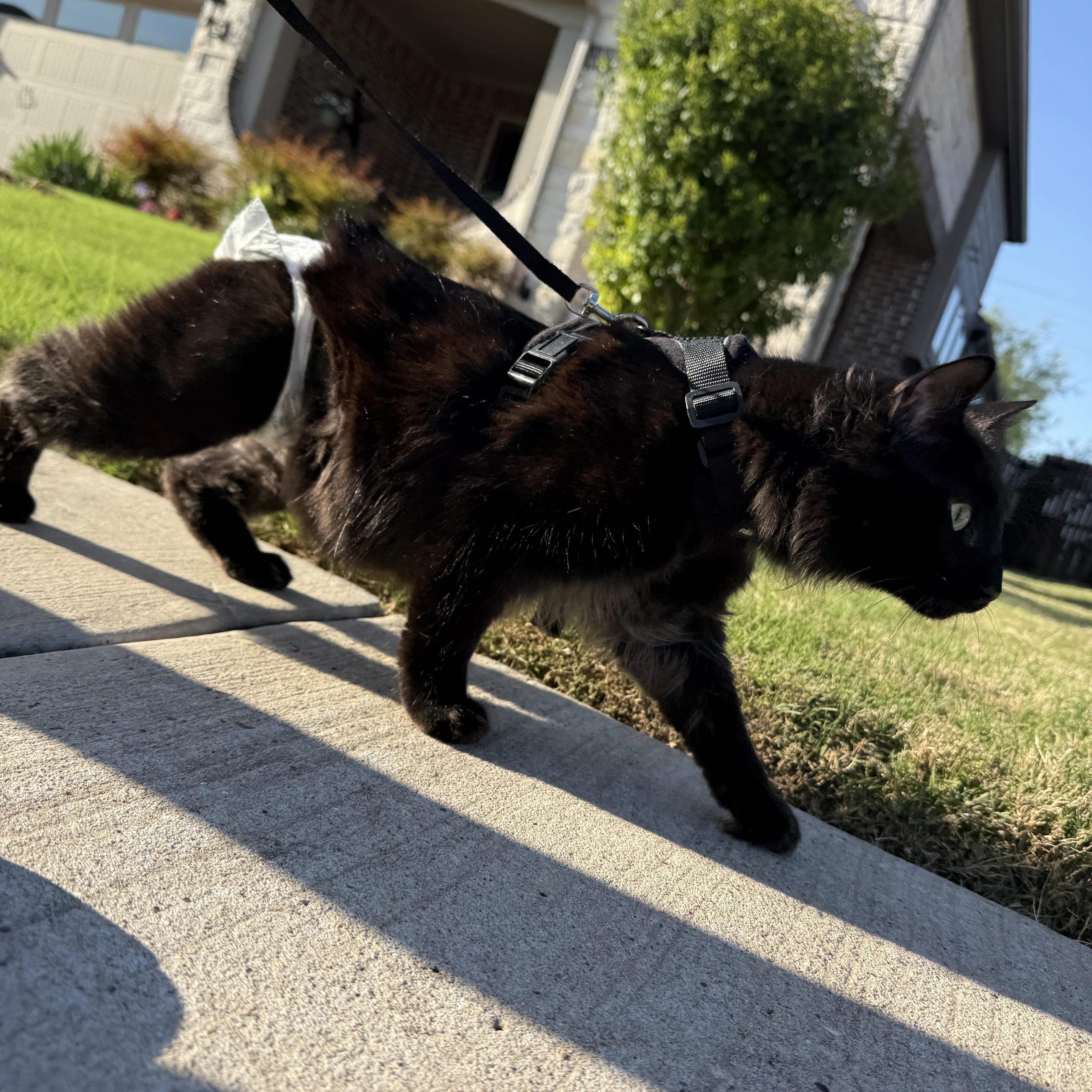Rafiki, a Adoptable Manx in Parker, TX image 3/6
