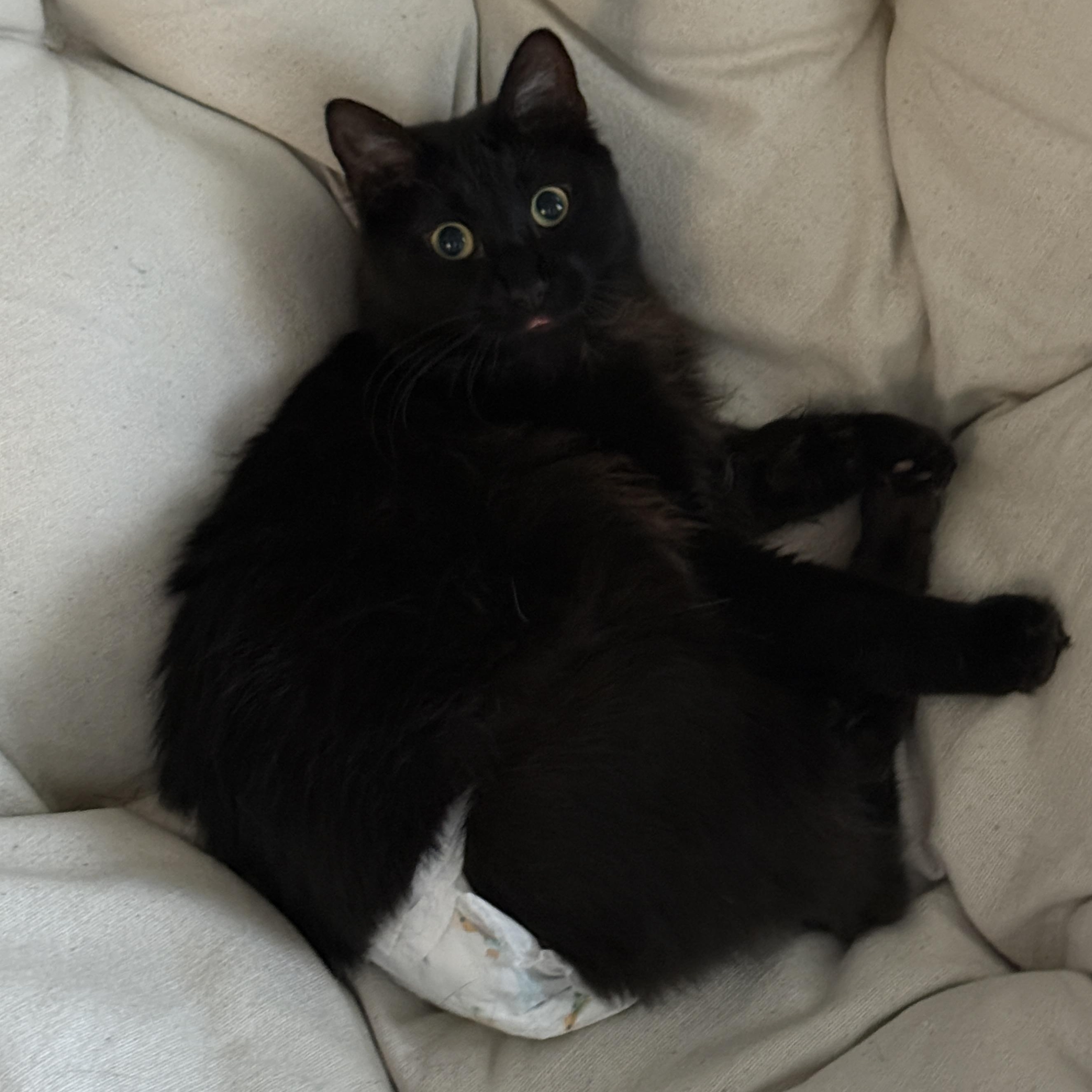 Rafiki, a Adoptable Manx in Parker, TX image 1/6