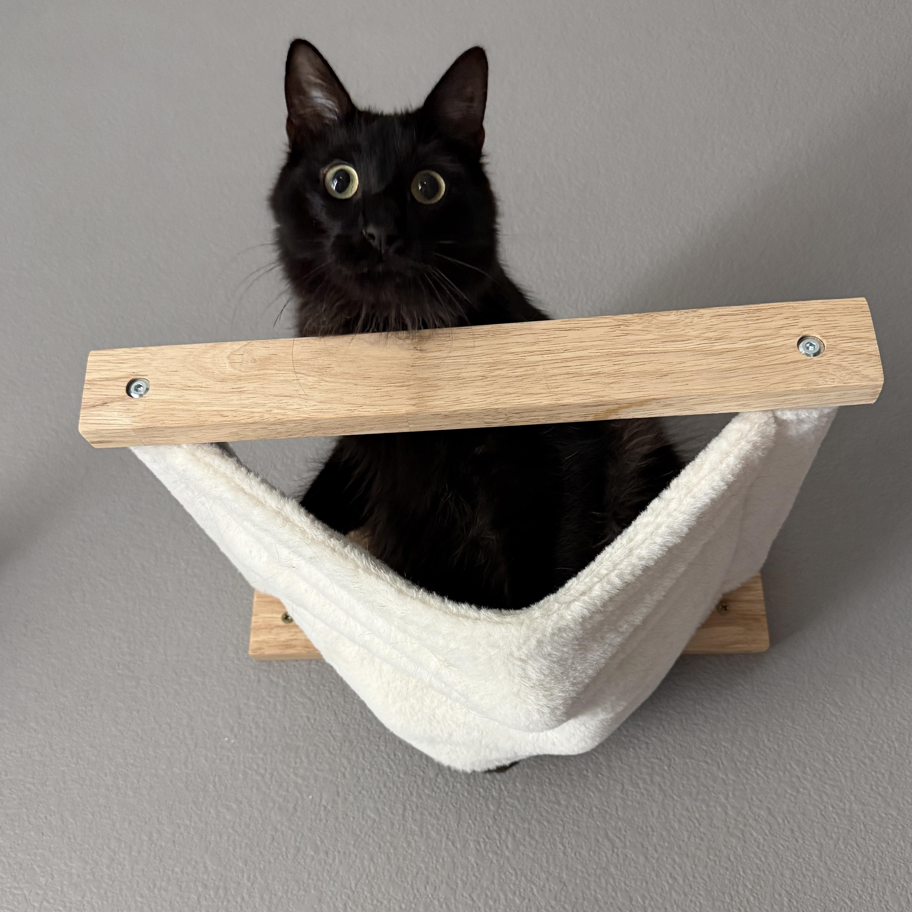 Rafiki, a Adoptable Manx in Parker, TX image 6/6