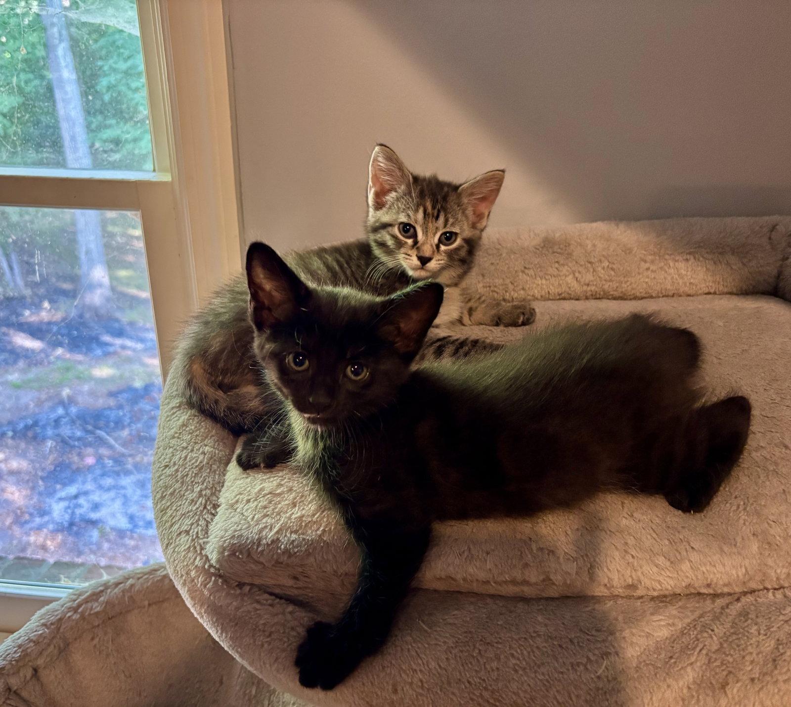 Enlarge Indigo, a Adoptable Domestic Short Hair in Roxboro, NC image 1/3