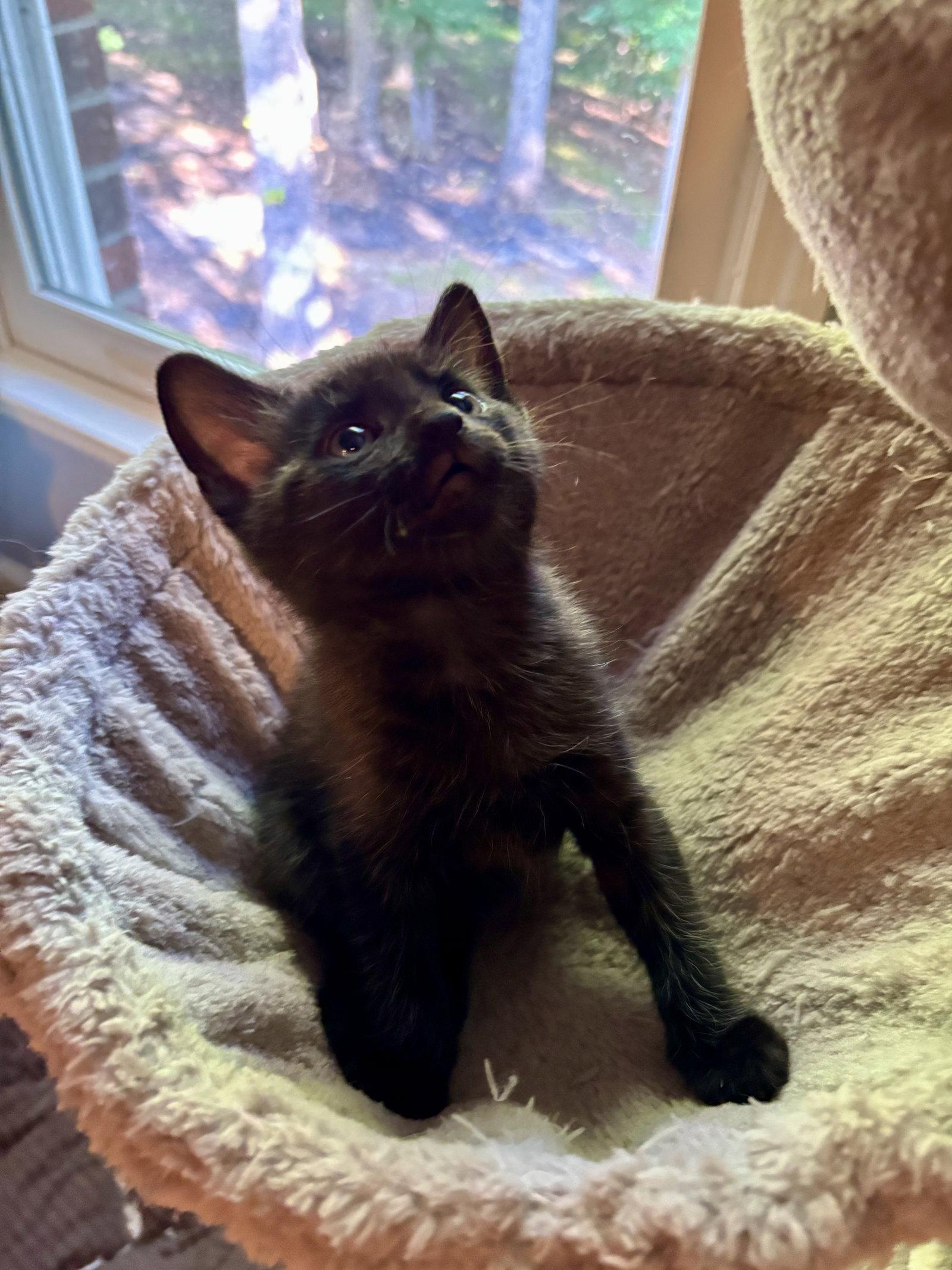 Enlarge Indigo, a Adoptable Domestic Short Hair in Roxboro, NC image 2/3