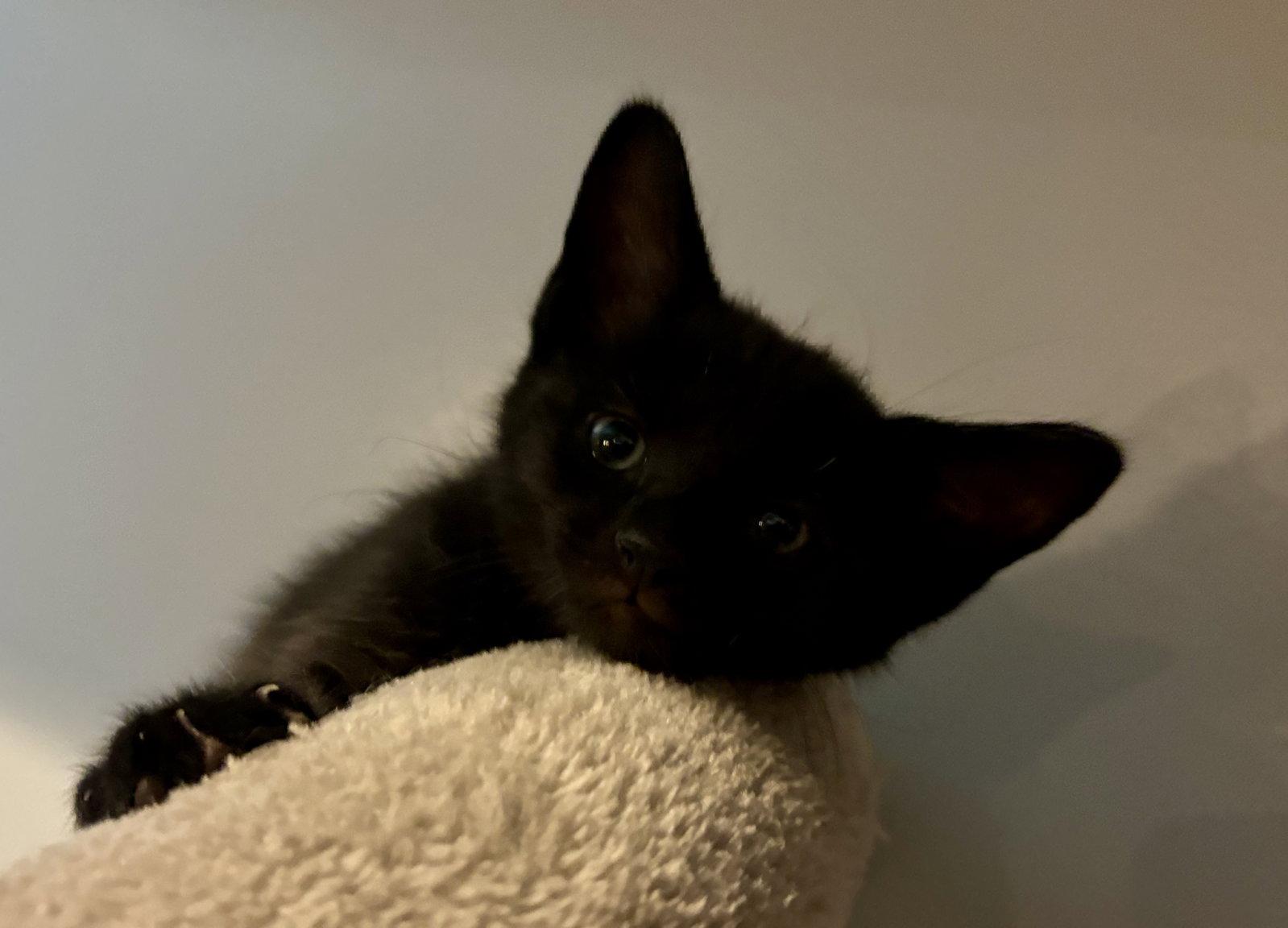 Enlarge Indigo, a Adoptable Domestic Short Hair in Roxboro, NC image 3/3