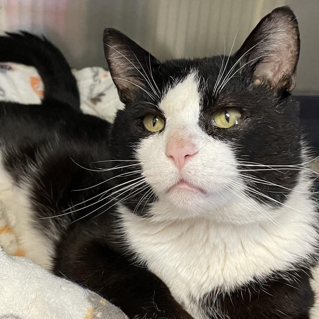 Enlarge Double Stuf, a Adoptable Domestic Short Hair in Columbia Station, OH image 1/6