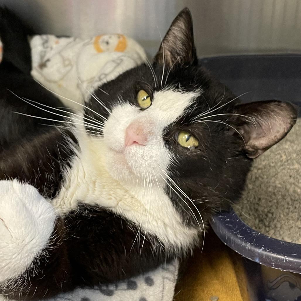 Enlarge Double Stuf, a Adoptable Domestic Short Hair in Columbia Station, OH image 2/6