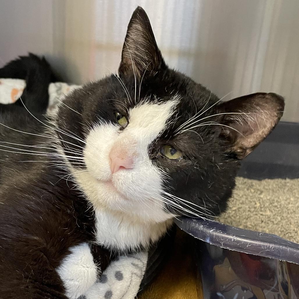 Enlarge Double Stuf, a Adoptable Domestic Short Hair in Columbia Station, OH image 3/6