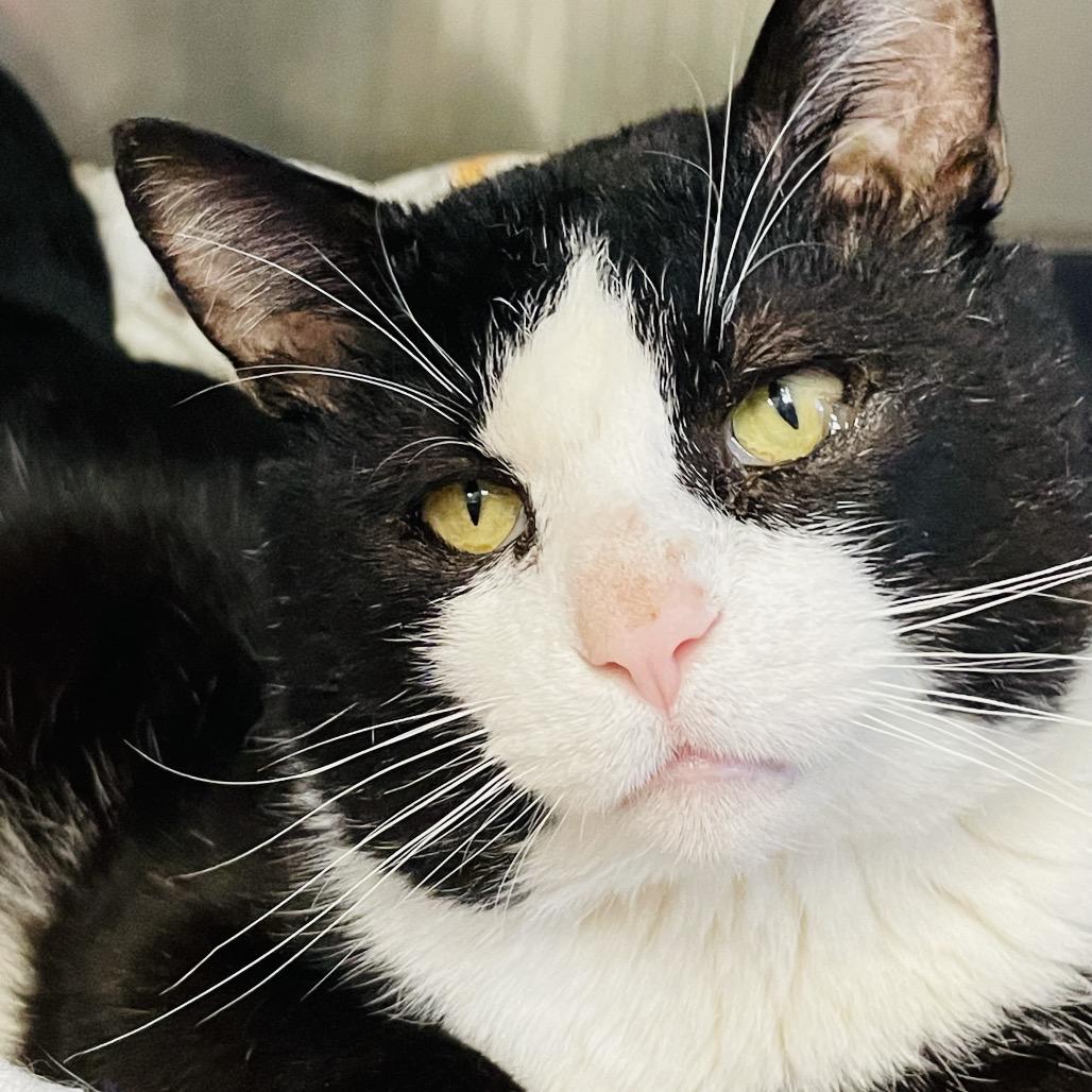 Enlarge Double Stuf, a Adoptable Domestic Short Hair in Columbia Station, OH image 4/6