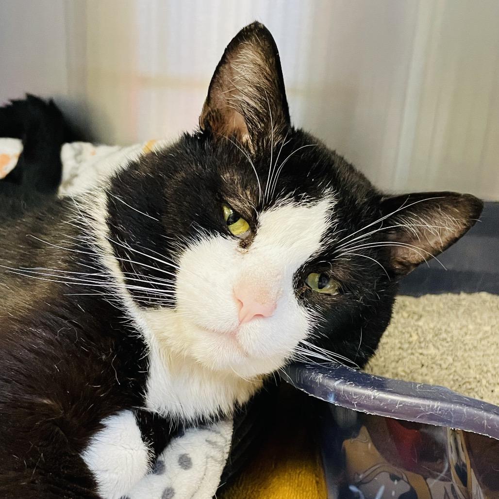 Enlarge Double Stuf, a Adoptable Domestic Short Hair in Columbia Station, OH image 5/6