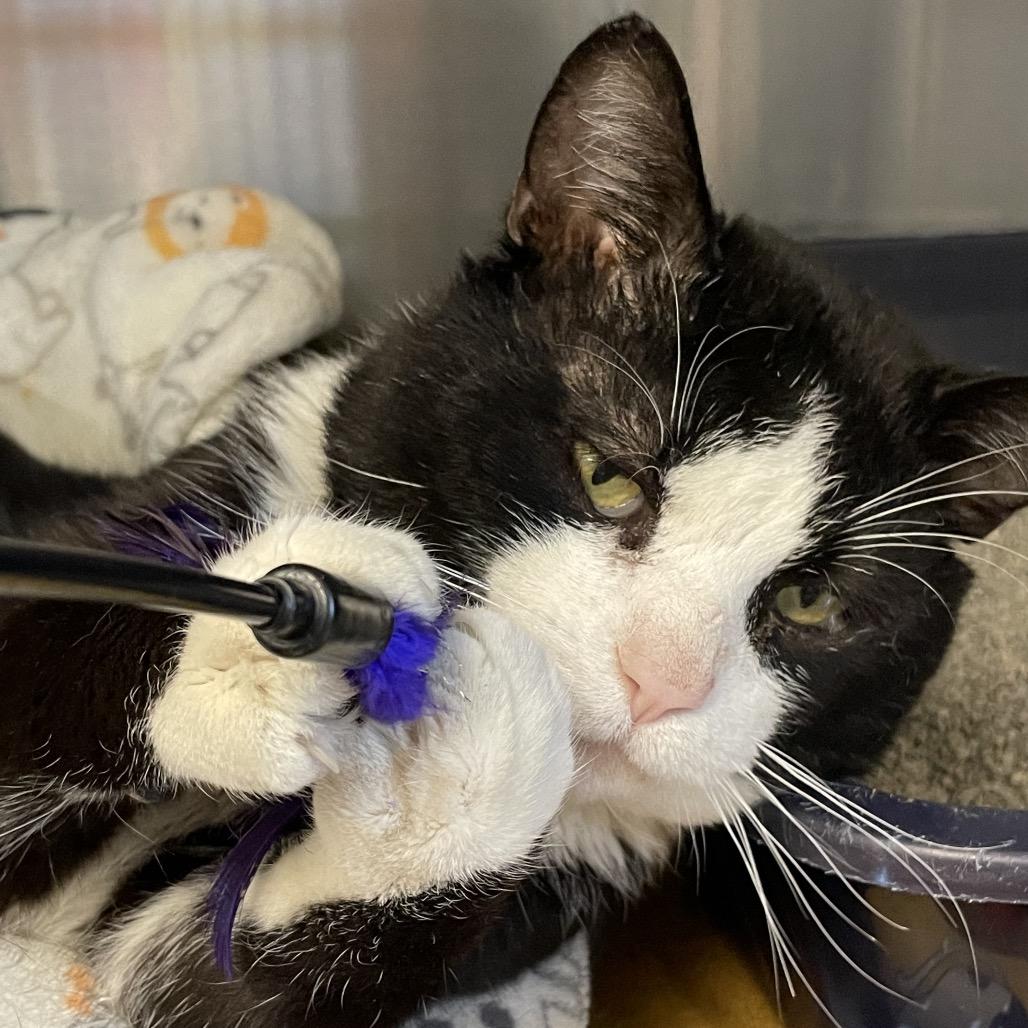 Enlarge Double Stuf, a Adoptable Domestic Short Hair in Columbia Station, OH image 6/6