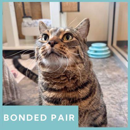 Tommy, ADOPTABLE, Adult Male Domestic Short Hair.