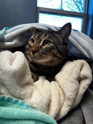 Enlarge Tommy, a ADOPTABLE Domestic Short Hair in Missoula, MT image 2/3