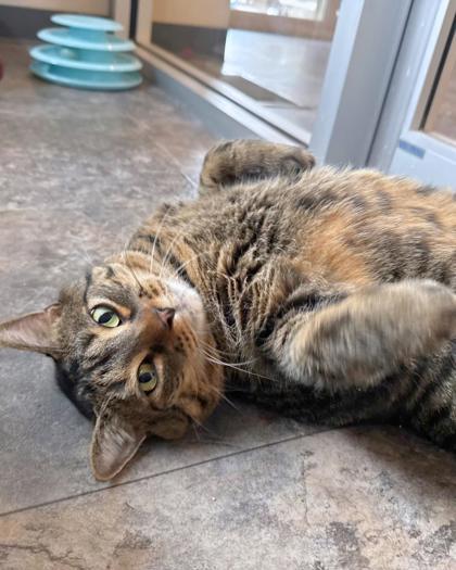 Enlarge Tommy, a ADOPTABLE Domestic Short Hair in Missoula, MT image 3/3