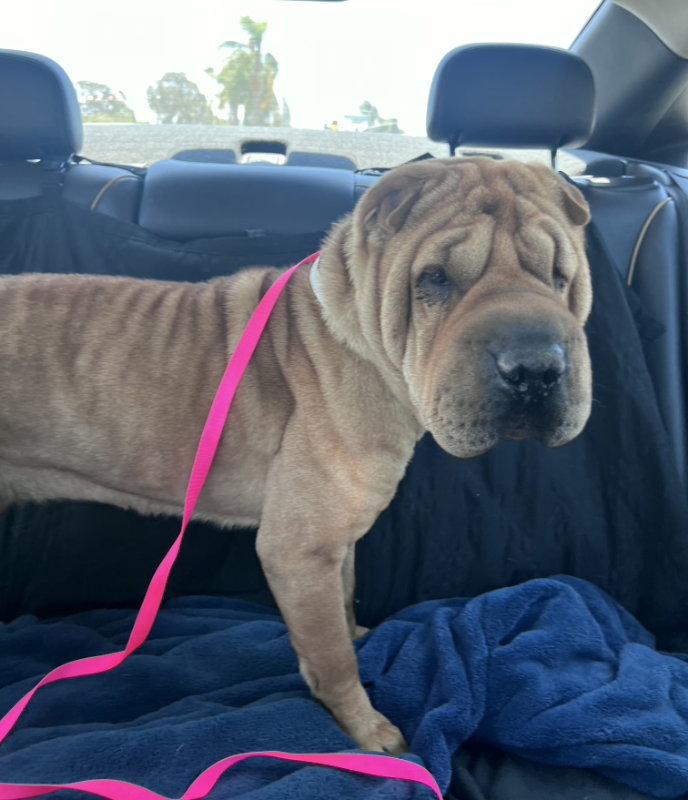 Nala *special needs*, a Adoptable Shar-Pei in Lake Forest, CA image 1/3