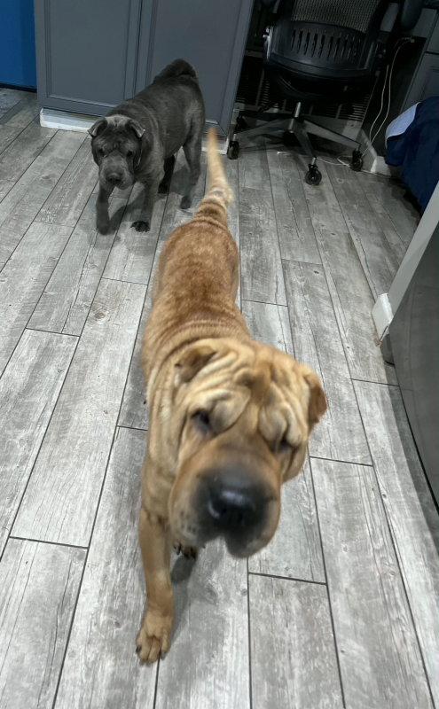Nala *special needs*, a Adoptable Shar-Pei in Lake Forest, CA image 2/3