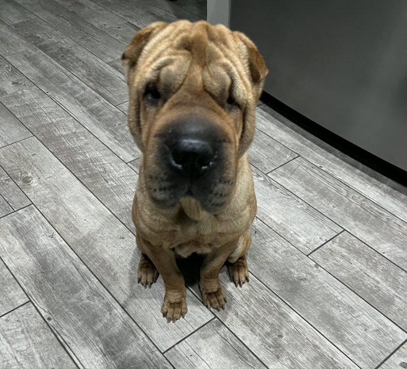 Nala *special needs*, a Adoptable Shar-Pei in Lake Forest, CA image 3/3