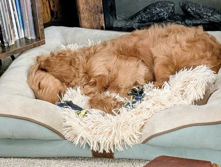 Enlarge Marlene, an adopted Goldendoodle in Columbus, OH image 2/4