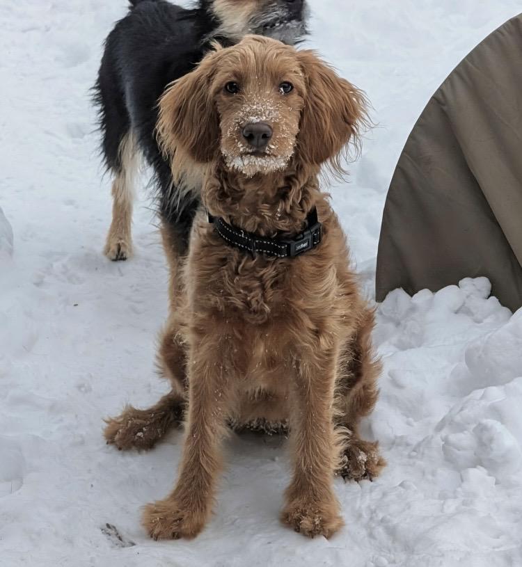 Enlarge Marlene, an adopted Goldendoodle in Columbus, OH image 1/4