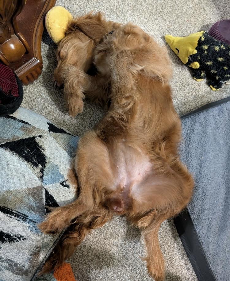 Enlarge Marlene, an adopted Goldendoodle in Columbus, OH image 4/4