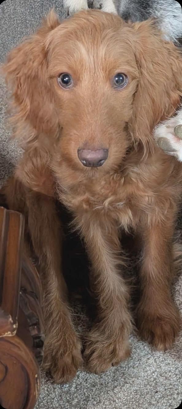 Enlarge Marlene, an adopted Goldendoodle in Columbus, OH image 3/4