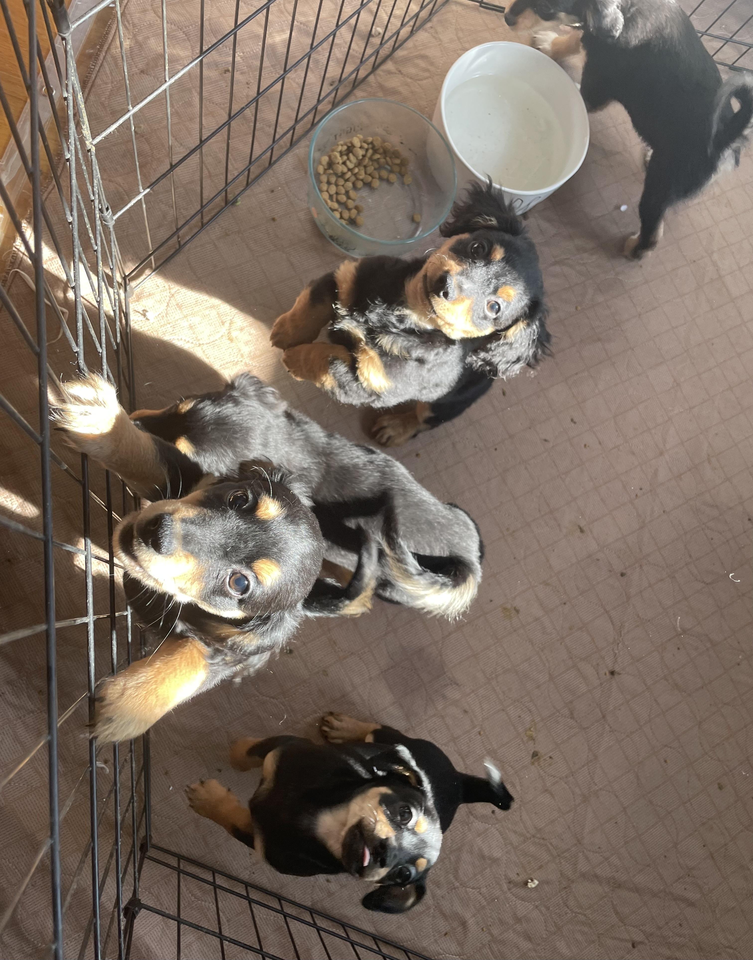 Enlarge Mark, a Adopted mixed breed in Concord, CA image 2/2