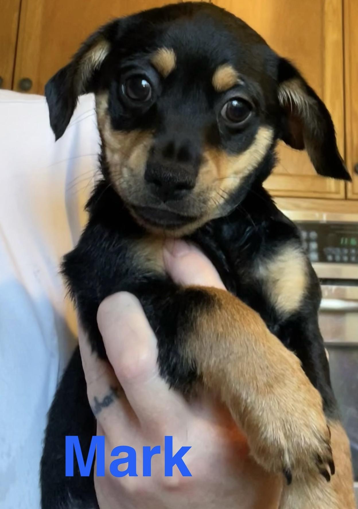 Enlarge Mark, a Adopted mixed breed in Concord, CA image 1/2