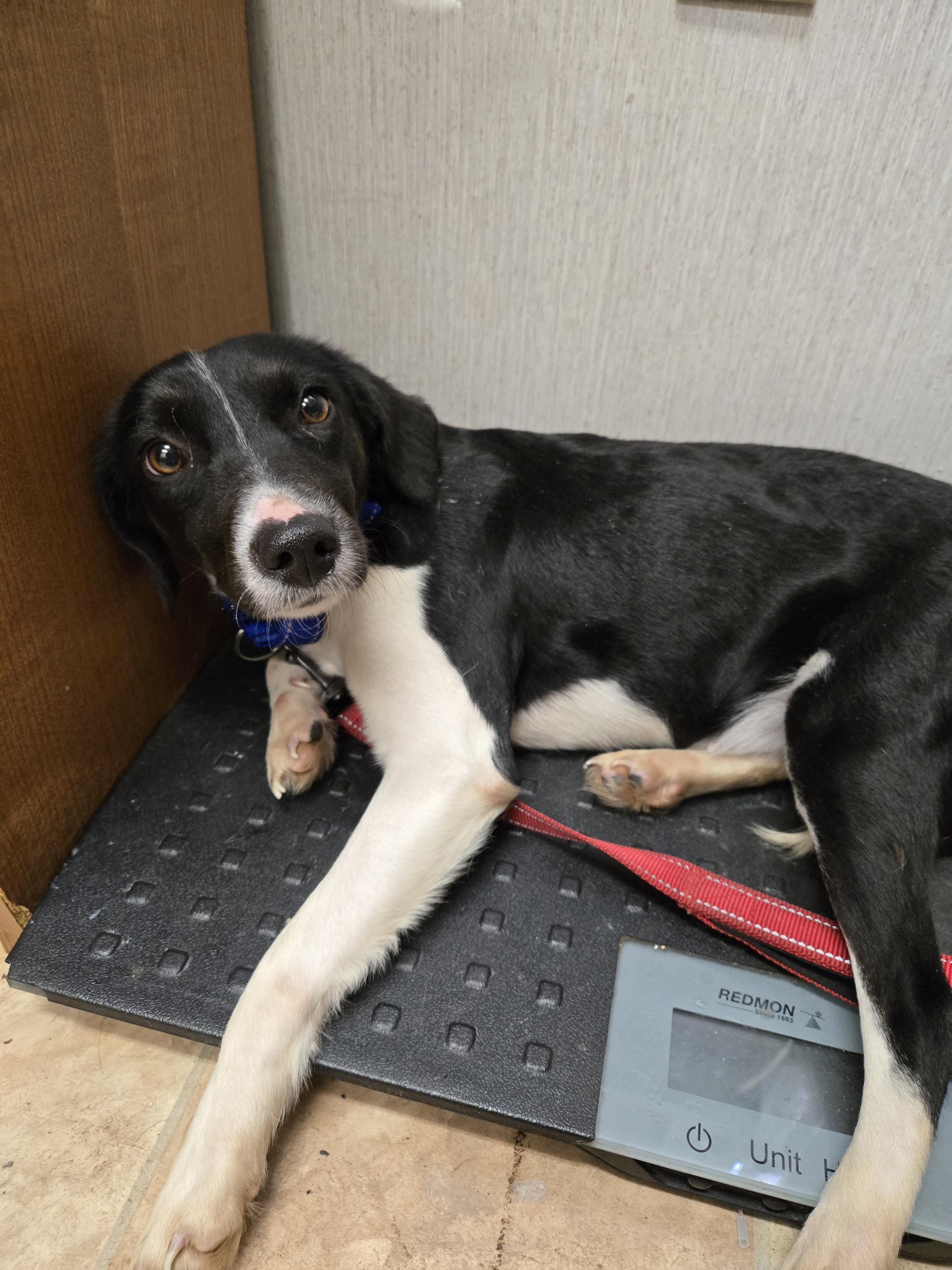 Gloria — thumbnail 3