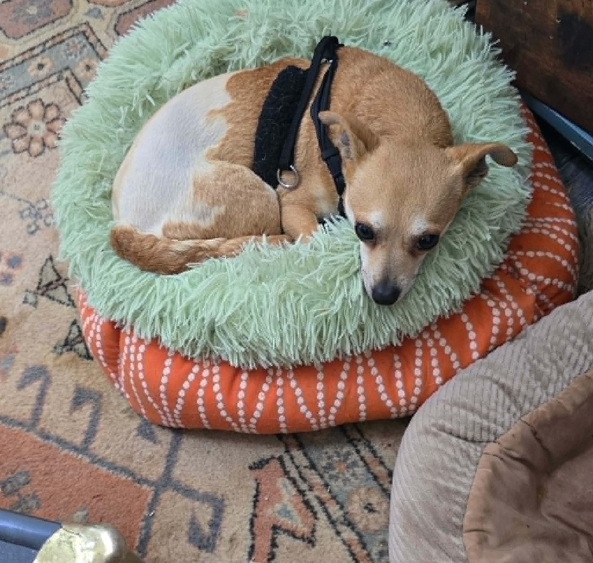 Abigale (Abby), a ADOPTABLE mixed breed in Temple, TX image 1/4