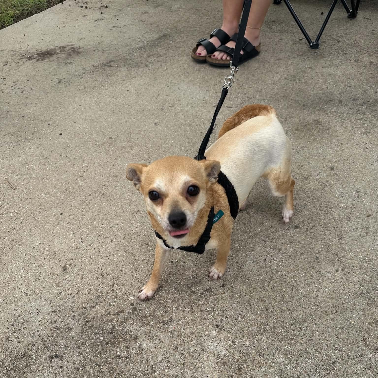 Abigale (Abby), a ADOPTABLE mixed breed in Temple, TX image 3/4