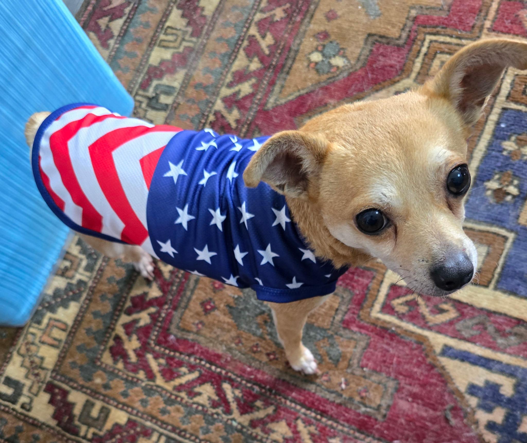 Abigale (Abby), ADOPTABLE, Senior Female Chihuahua & Mixed Breed.