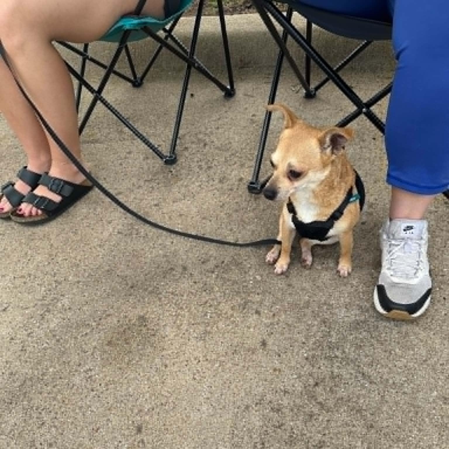 Abigale (Abby), a ADOPTABLE mixed breed in Temple, TX image 2/4